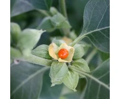 Ayumi Naturals Migdomoji vitanija Ašvaganda Ashwagandha, ekologiška, Planet Ayurveda, 60 kapsulių