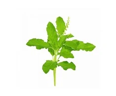 Ayumi Naturals Siauralapis bazilikas Tulsi, Planet Ayurveda, 60 kapsulių