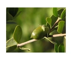 Simondsijų aliejus Jojoba, šalto spaudimo, grynas, 1l