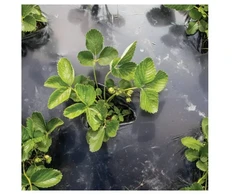BioBag Garden filmas compostable BioAgri Garden 1.2x7m for 1–3 year old plants 35mqr. juodas