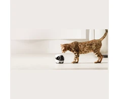 Enabot | ROLA Mini Pet Monitorius | Compact | 3 MP