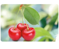 Newill Cutting boards 43,5x28cm cherry