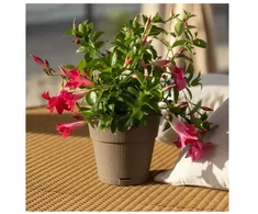 Stefanplast Flower pot with tray Ethica Ø20x19cm ruda