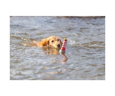 TRIXIE 33455, Dog, Aqua toy, Žalias, Pilkas, Baltas, Raudona, Thermoplastic Rubber (TPR), 260 mm, 1 pc(s)