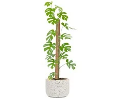 Atraminis kuolas su kokoso plaušu, 120 cm