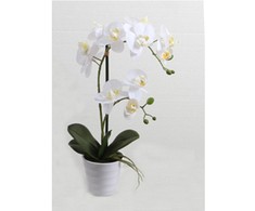 Home4You Balta orchidėja IN GARDEN, H51cm