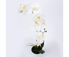 Home4You Balta orchidėja IN GARDEN, H51cm