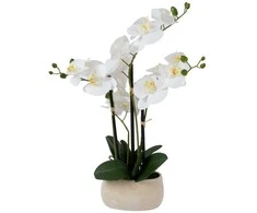 Balta orchidėja IN GARDEN, H55cm