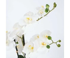 Balta orchidėja IN GARDEN, H55cm