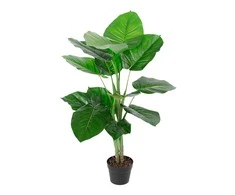 Home4you Žalias augalas POTHOS H90cm