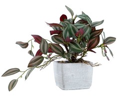 Dirbtinis augalas „GREENLAND H19 cm“ – zebro gėlė vazonėlyje