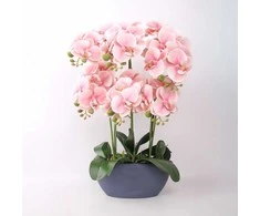 Pink Orchidėja GARDEN QUEEN A64cm, šviesiai rožinė