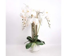 Orchidėja GARDEN QUEEN A68cm, balta