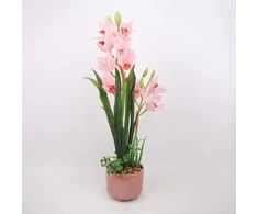Home4You Rožinė Orchidėja GARDEN QUEEN H70cm, šviesiai rožinė