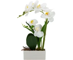 Home4You Orchid GREENLAND H41cm baltas pot, baltas flower