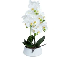 Home4You Orchidėja IN GARDEN H68cm baltas vazonas
