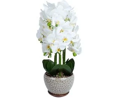 Orchidėja SODE H72cm pilkas vazonas