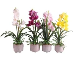 Home4You Orchidėja GARDEN QUEEN H70cm, balta