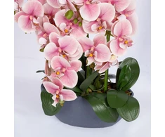 Pink Orchidėja GARDEN QUEEN A64cm, šviesiai rožinė