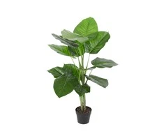 Home4you Žalias augalas POTHOS H90cm