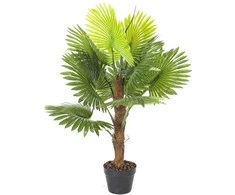 Home4You Žalias augalas FAN PALM H100cm