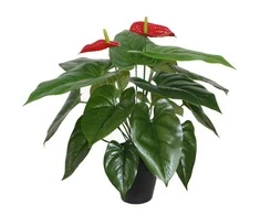 Home4You Žalias augalas ANTHURIUM, aukštis 45 cm