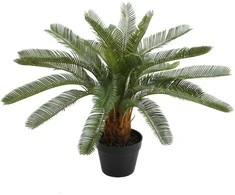 Home4You Žalias augalas CYCAS, aukštis 70 cm, juodas vazonas
