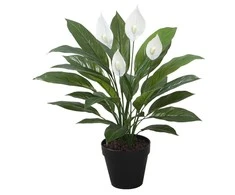 Home4You Žalias augalas SPATHE, aukštis 60 cm