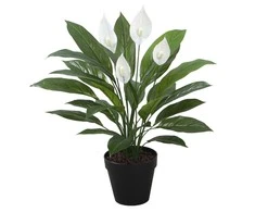 Home4You Žalias augalas SPATHE, aukštis 60 cm