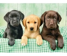Clementoni dėlionė "Three Labs" 1000pcs