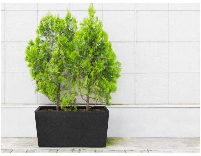 4Living Termo vazonas Patio 76 cm juodas
