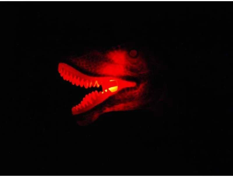 Jokomisiada Interaktyviai valdomas dinozauras T-Rex RC 0333