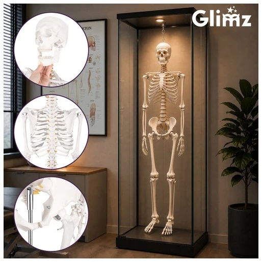 Human Skeleton - 170cm Glimz