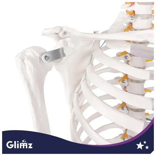 Human Skeleton - 170cm Glimz
