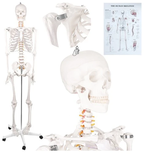 Human Skeleton - 170cm Glimz