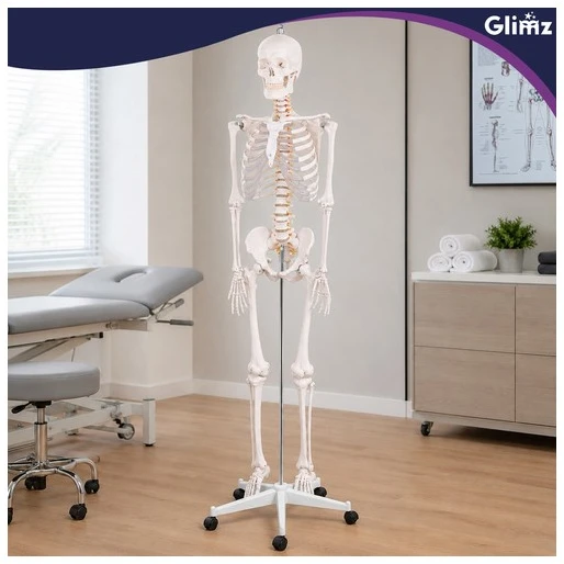 Human Skeleton - 170cm Glimz