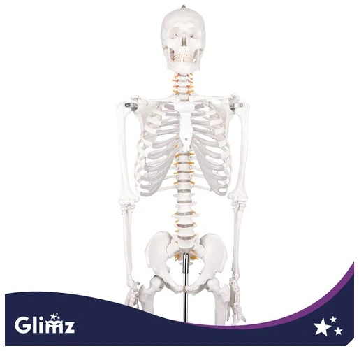 Human Skeleton - 170cm Glimz