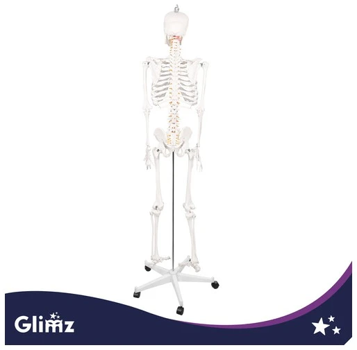 Human Skeleton - 170cm Glimz