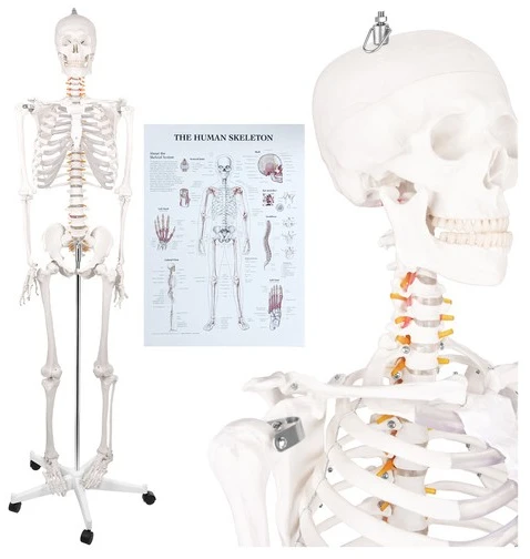 Human Skeleton - 170cm Glimz