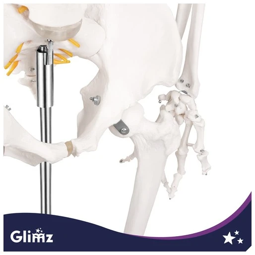 Human Skeleton - 170cm Glimz