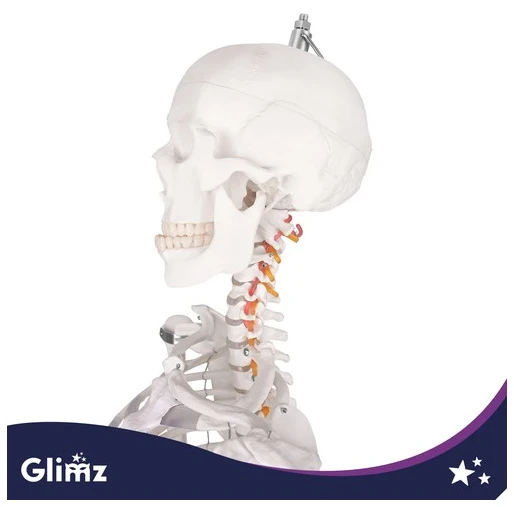 Human Skeleton - 170cm Glimz