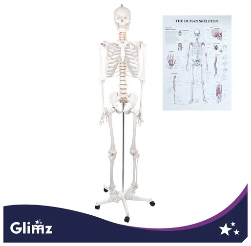 Human Skeleton - 170cm Glimz