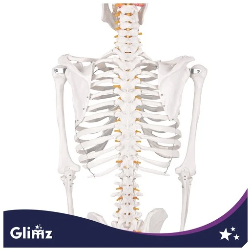 Human Skeleton - 170cm Glimz