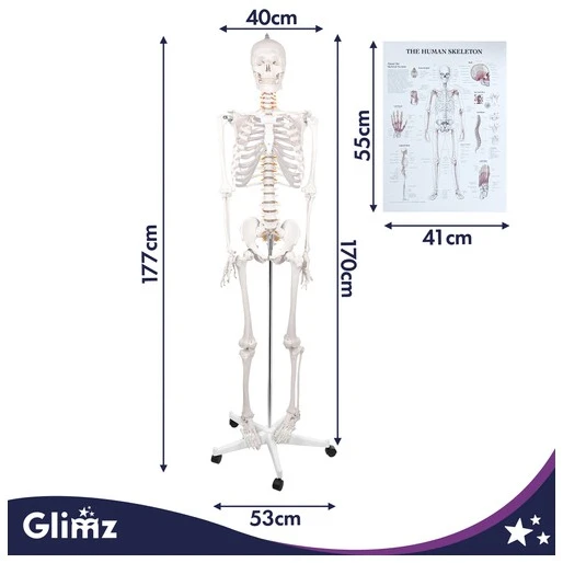 Human Skeleton - 170cm Glimz
