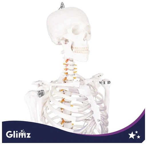 Human Skeleton - 170cm Glimz