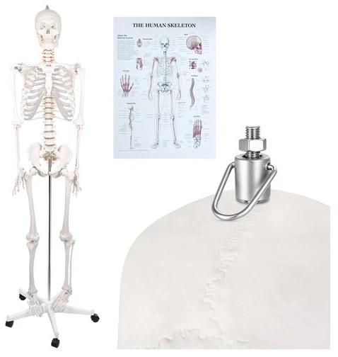 Human Skeleton - 170cm Glimz