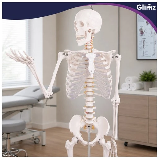 Human Skeleton - 170cm Glimz
