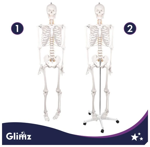 Human Skeleton - 170cm Glimz