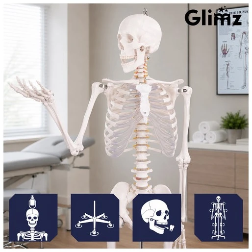 Human Skeleton - 170cm Glimz