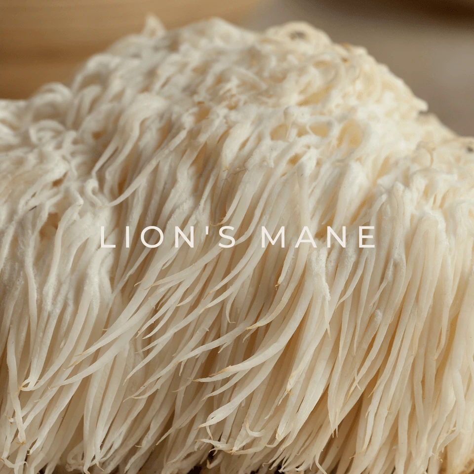 Grasole LION’S MANE, maisto papildas, 90 kaps.